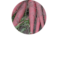 香川の野菜