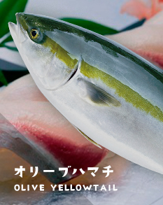 オリーブハマチ OLIVE YELLOWTAIL