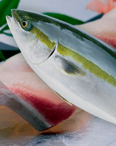 Olive Yellowtail