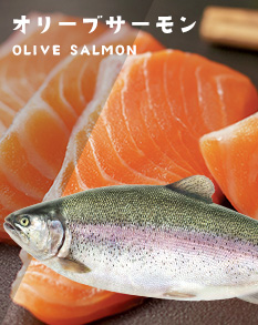 オリーブサーモン Olive Salmon
