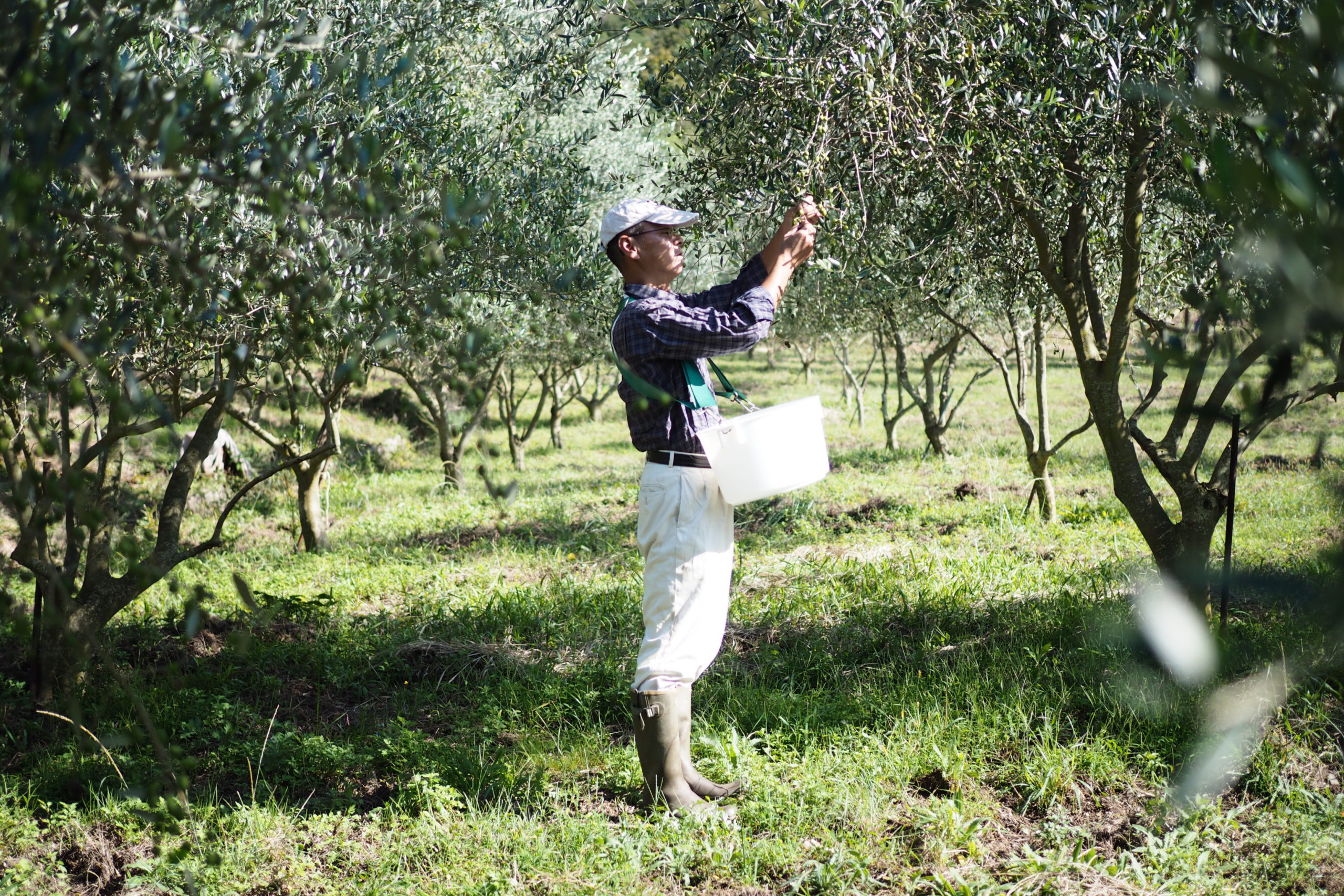 A man harvesting olive fruits