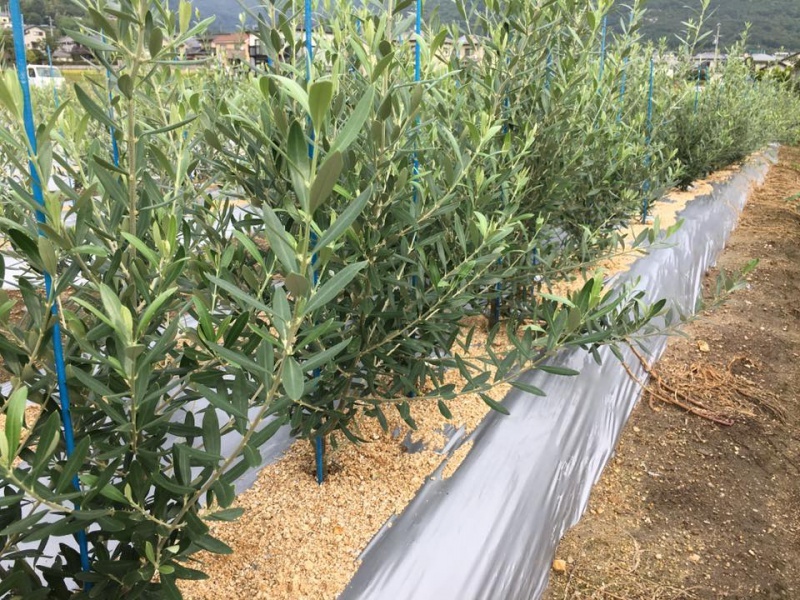 Aligned olive saplings