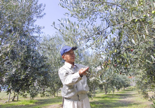 一個男人看著一棵橄欖樹