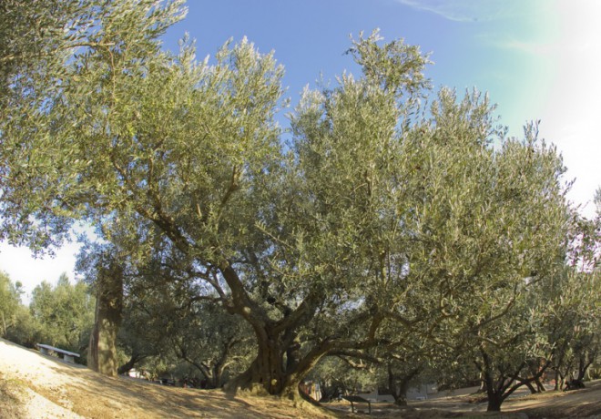 Olive tree