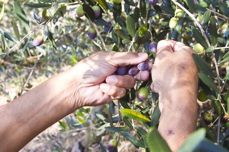 Hands to harvest olive fruits