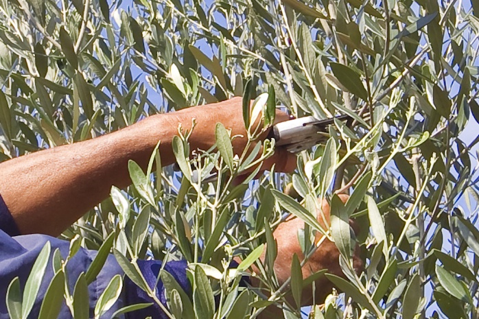 Hands to select an olive branch