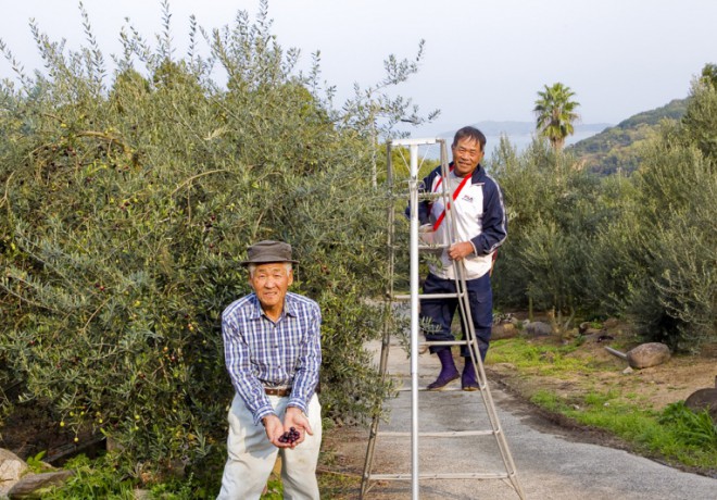 Olive tree and people