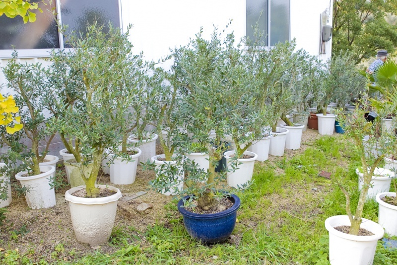 鉢植えに植えられた木々