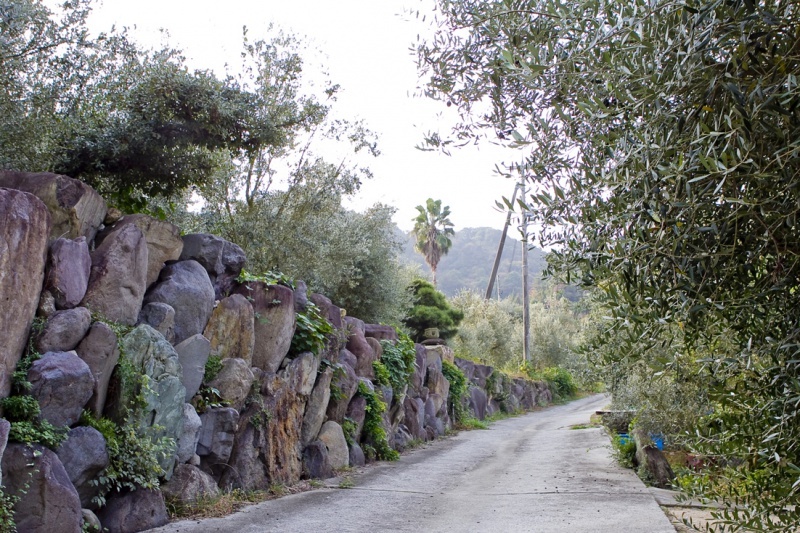 Road surrounded by greenery