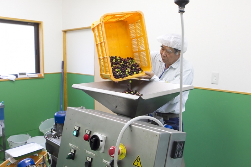 Photograph of olives being poured into a machine