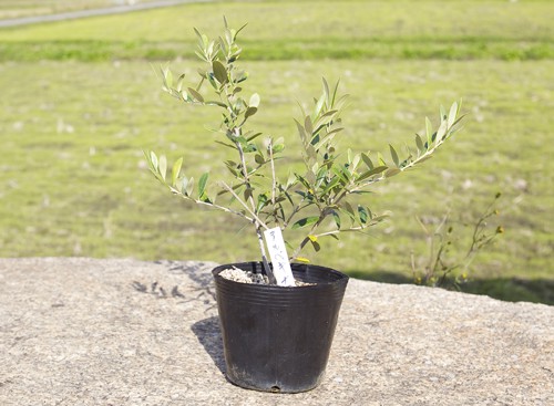 Product image of sapling