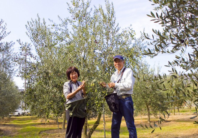 Olive tree and smiling men and women pictures