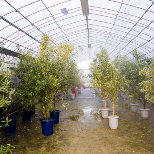 Saplings planted in pots