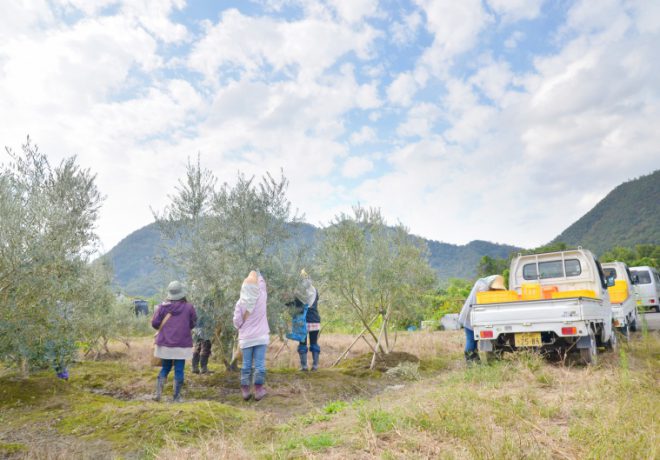 Olive harvesters and cars