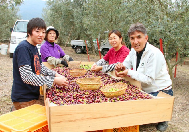 Olive harvesters