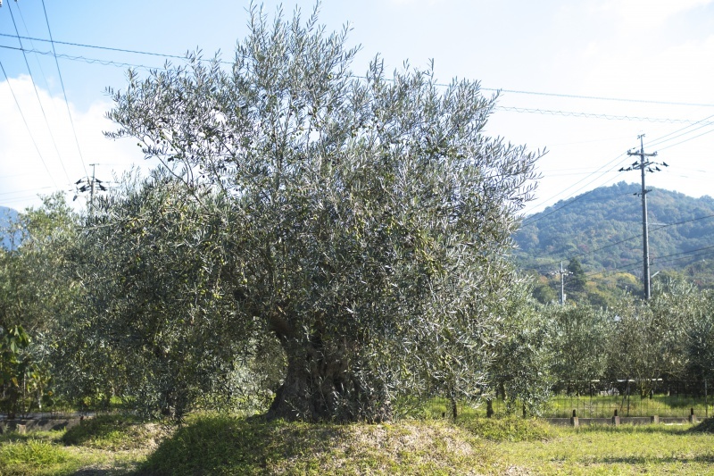 Landscape photograph of a large tree