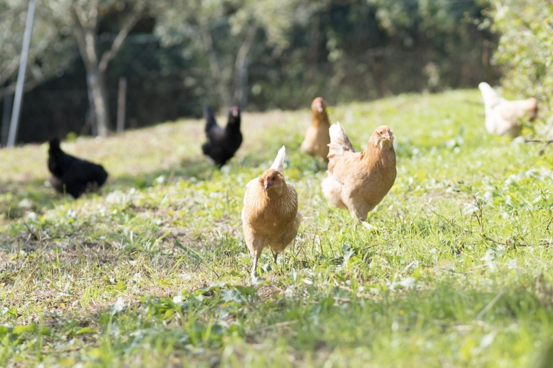 Free-range chickens on the farm