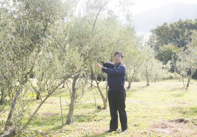 Olive tree and people