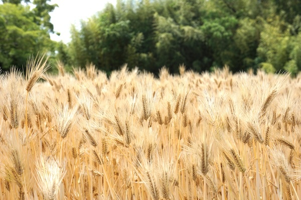 11月30日 小麦播种马尔凯 Sanuki Marche