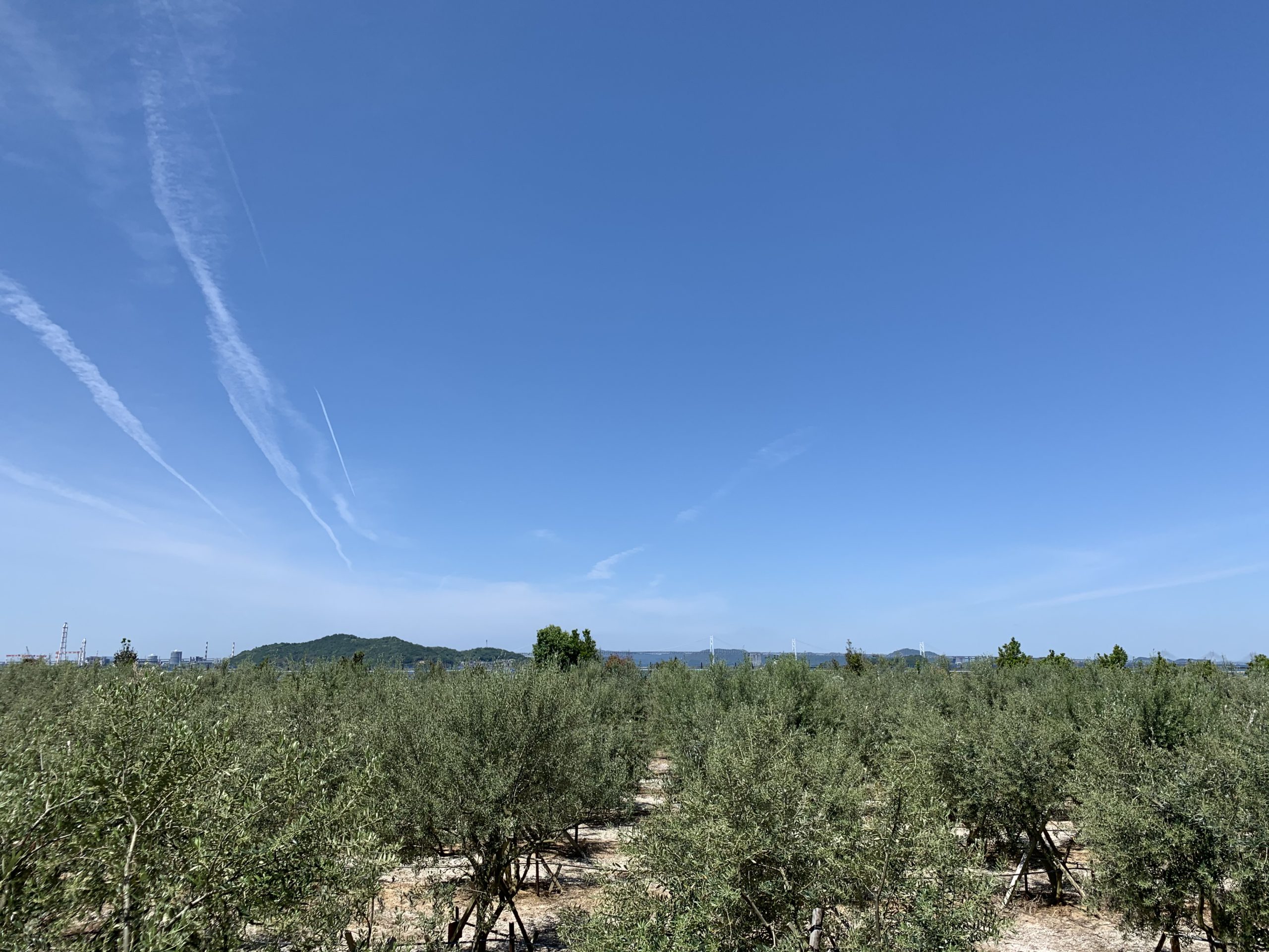 瀨戶內橄欖園的風景照片