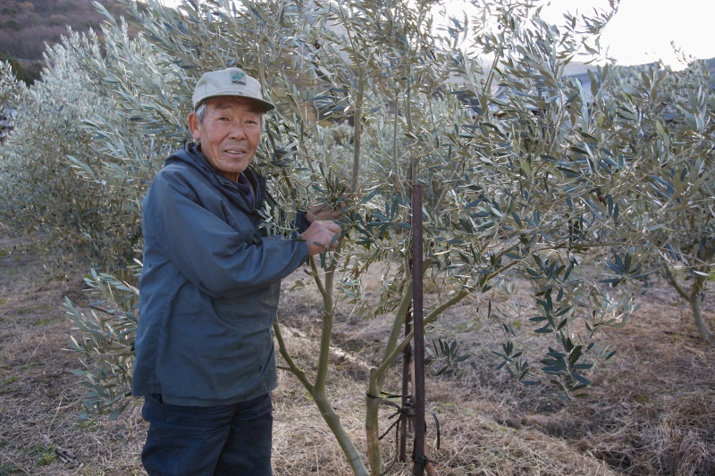 Olive tree and people