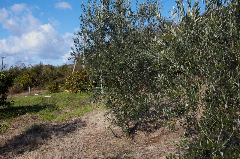 Olive trees