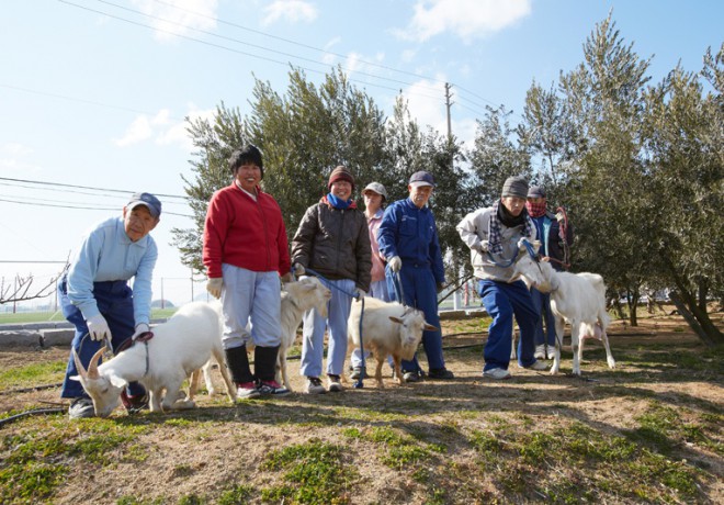 4 goats and 7 smiling men and women in front of an olive tree