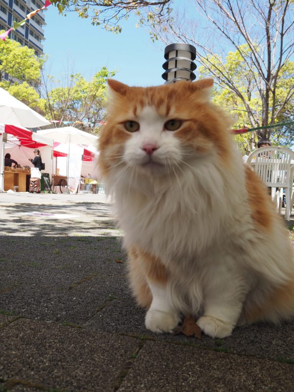 さぬきマルシェサンポート