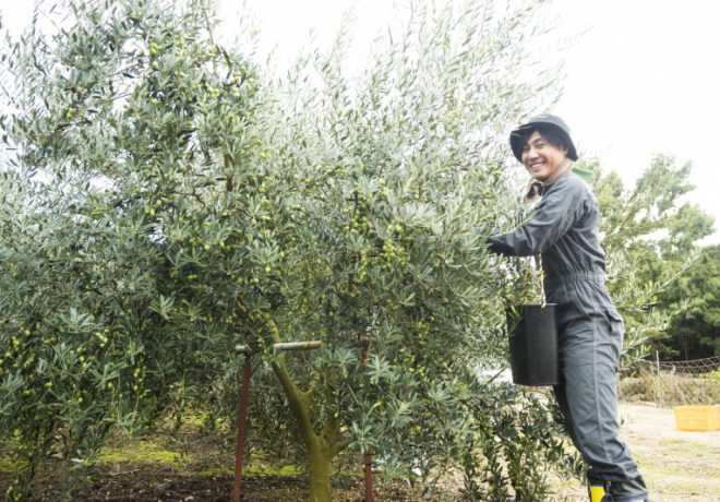 Olive tree and smiling man