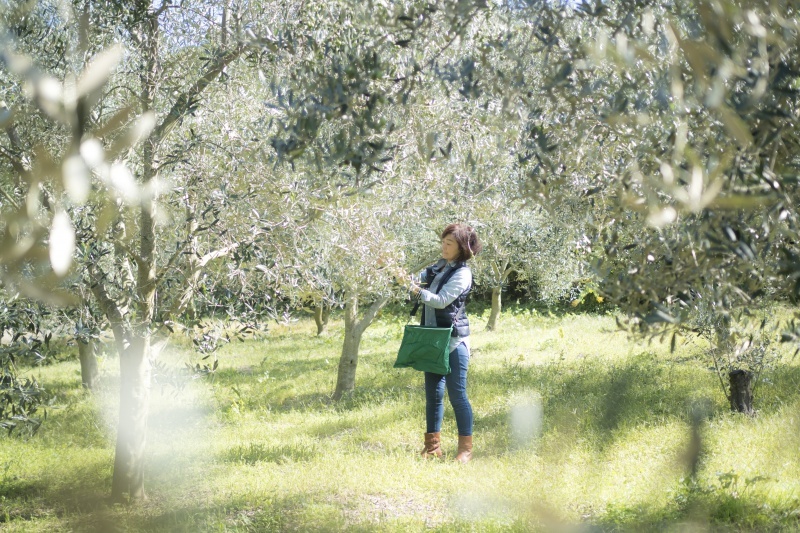 Olive tree and people