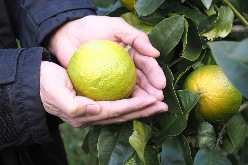 Photo with fruit in hand