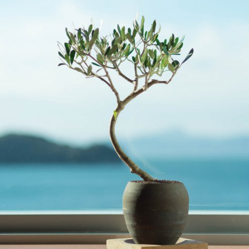 Olive bonsai