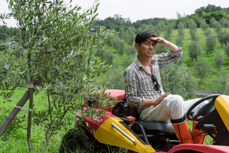 Riding workers in the olive groves