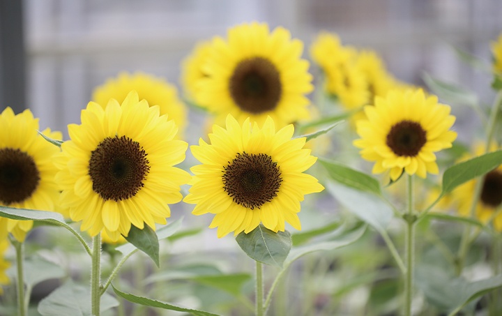 Sunflower photo