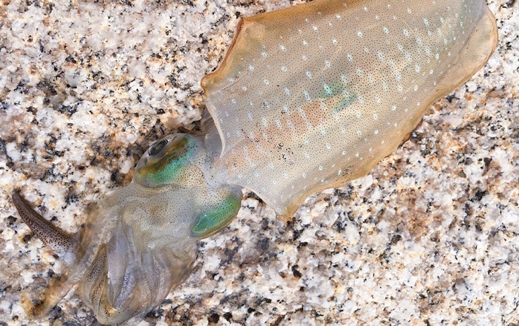 Aori squid photo