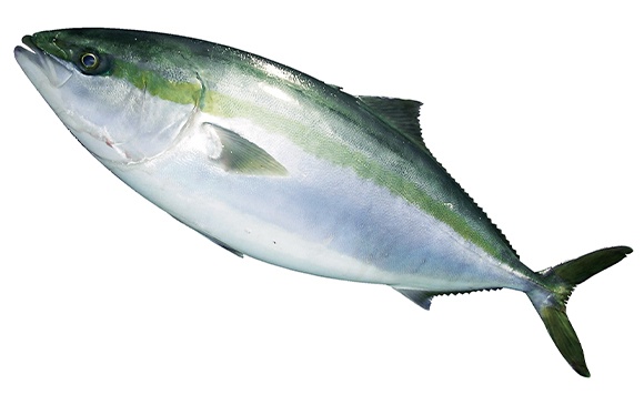 Photo of Hiketa Yellowtail