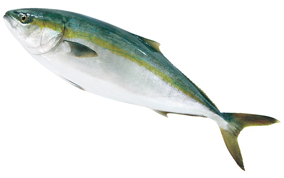 Photo of Naoshima Hamachi