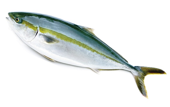 Photo of olive yellowtail