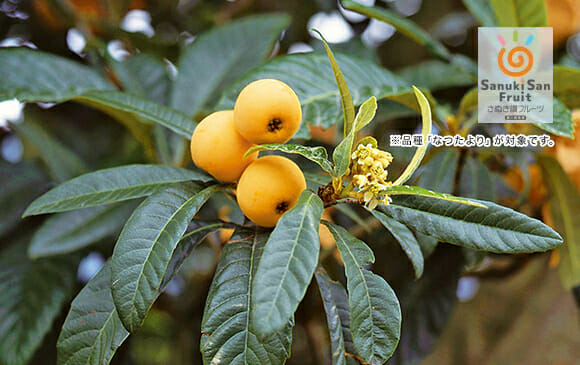 Loquat photo