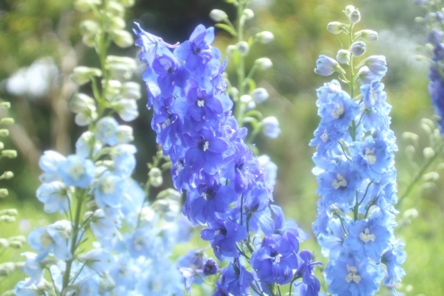 Delphinium photo