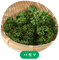 parsley