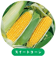 Sweetcorn