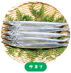 Japanese halfbeak