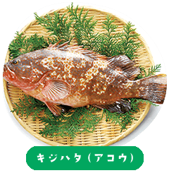 Pheasant grouper (Akou)