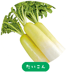 Daikon Radish