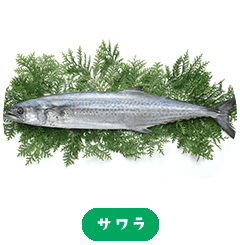 Japanese Spanish mackerel