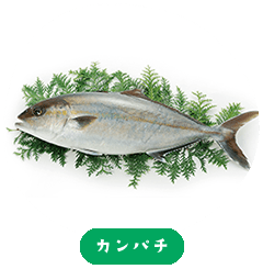 大琥珀魚