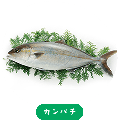 Greater Amberjack