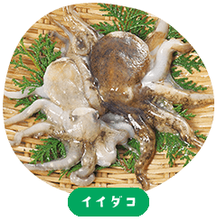 Iidako（Ocellated octopus）