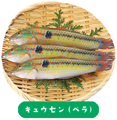Kyuusen/Multicolorfin Rainbowfish (濑鱼)